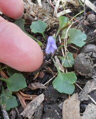 Viola sieberiana