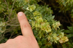 Atriplex stipitata