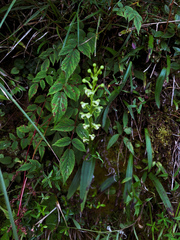 Platanthera devolii