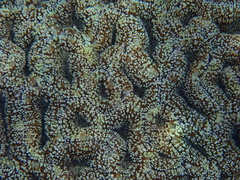 Lobophyllia