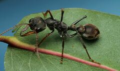 Myrmecia