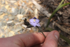 Thelymitra nervosa