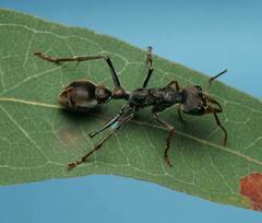 Myrmecia