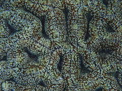 Lobophyllia