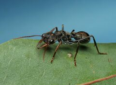 Myrmecia