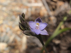 Thelymitra nervosa