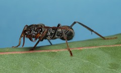 Myrmecia