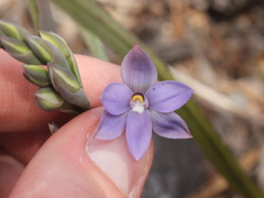 Thelymitra nervosa