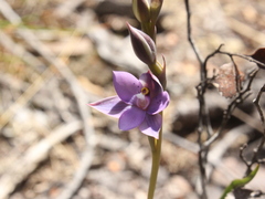 Thelymitra nervosa