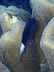 Pycnochromis margaritifer