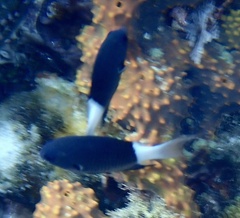 Pycnochromis margaritifer