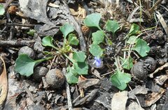 Viola sieberiana