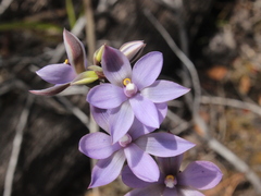 Thelymitra nervosa