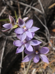 Thelymitra nervosa