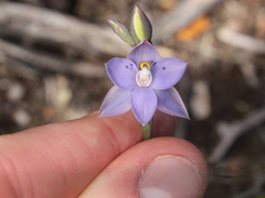 Thelymitra nervosa