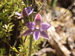 Thelymitra nervosa