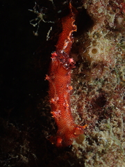 Plocamopherus imperialis