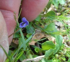 Viola sieberiana