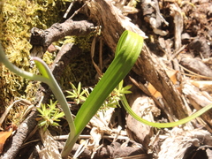 Thelymitra nervosa