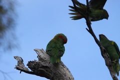 Glossopsitta concinna
