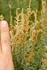 Atriplex stipitata