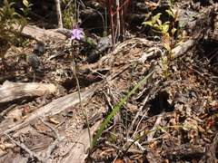 Thelymitra nervosa