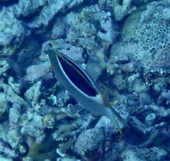 Chaetodon ephippium