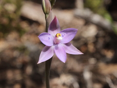 Thelymitra nervosa