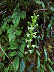 Platanthera devolii