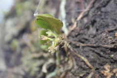 Drymoanthus adversus