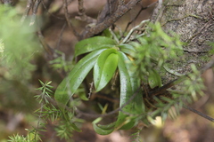 Drymoanthus adversus