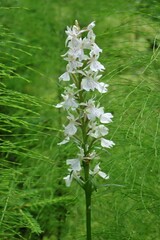 Dactylorhiza maculata