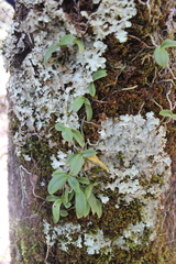 Drymoanthus adversus