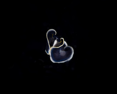 Pseudobiceros hancockanus