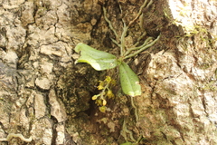 Drymoanthus flavus