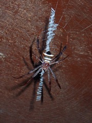 Argiope reinwardti
