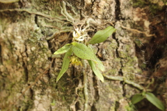 Drymoanthus flavus