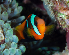 Amphiprion melanopus