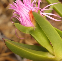 Carpobrotus