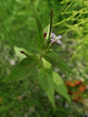 Epilobium parviflorum