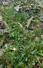 Viola sieberiana