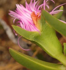 Carpobrotus