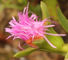 Carpobrotus
