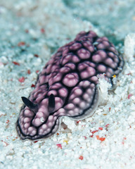 Phyllidiella pustulosa