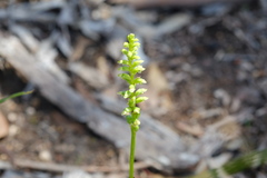 Microtis parviflora