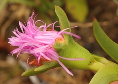 Carpobrotus