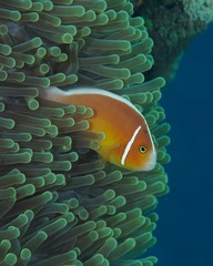 Amphiprion perideraion