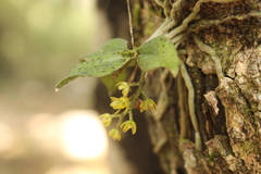 Drymoanthus flavus