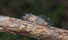 Atrapsalta furcilla