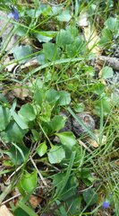 Viola sieberiana